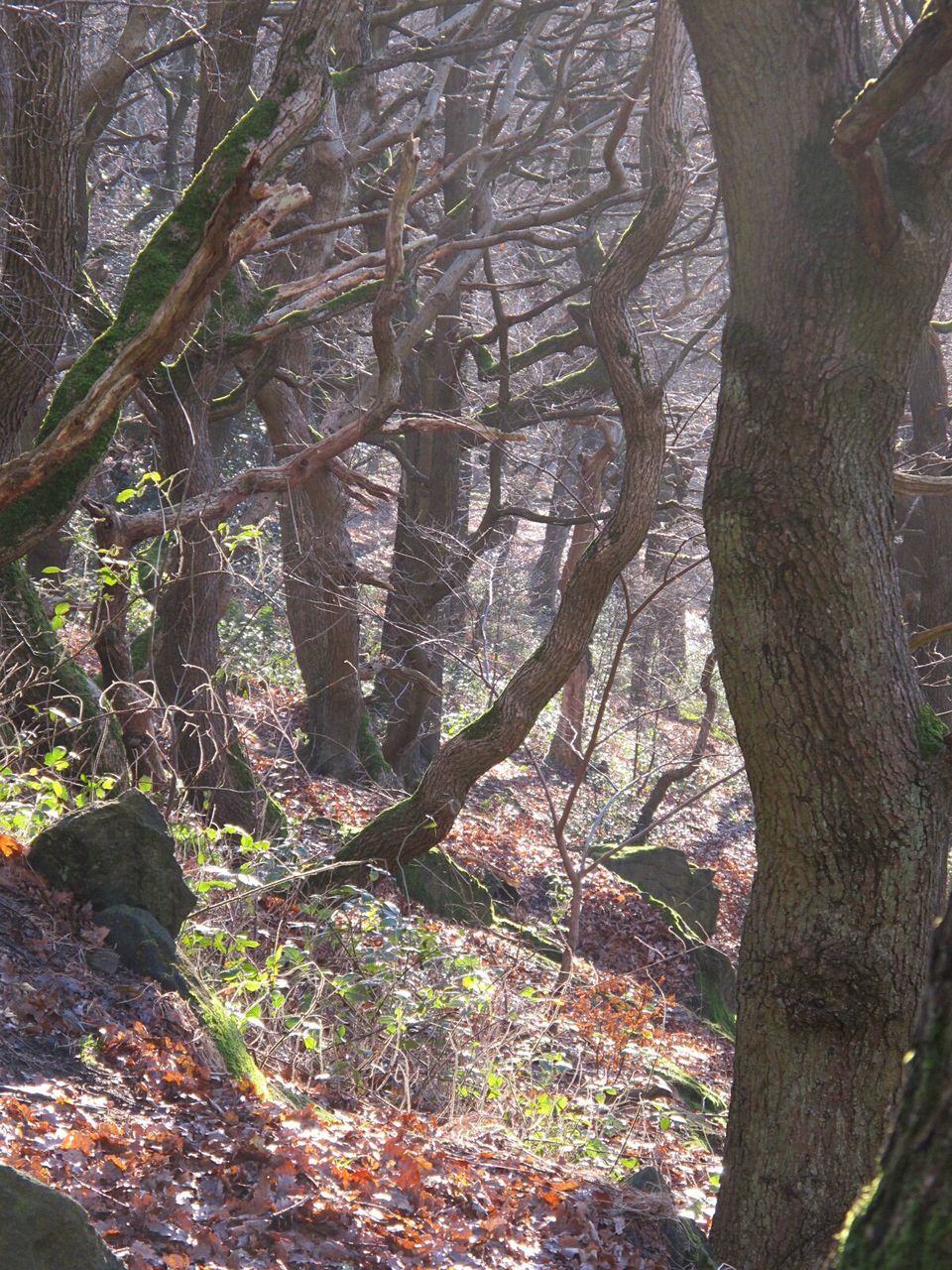 LOW ANGLE VIEW OF TREE BRANCHES