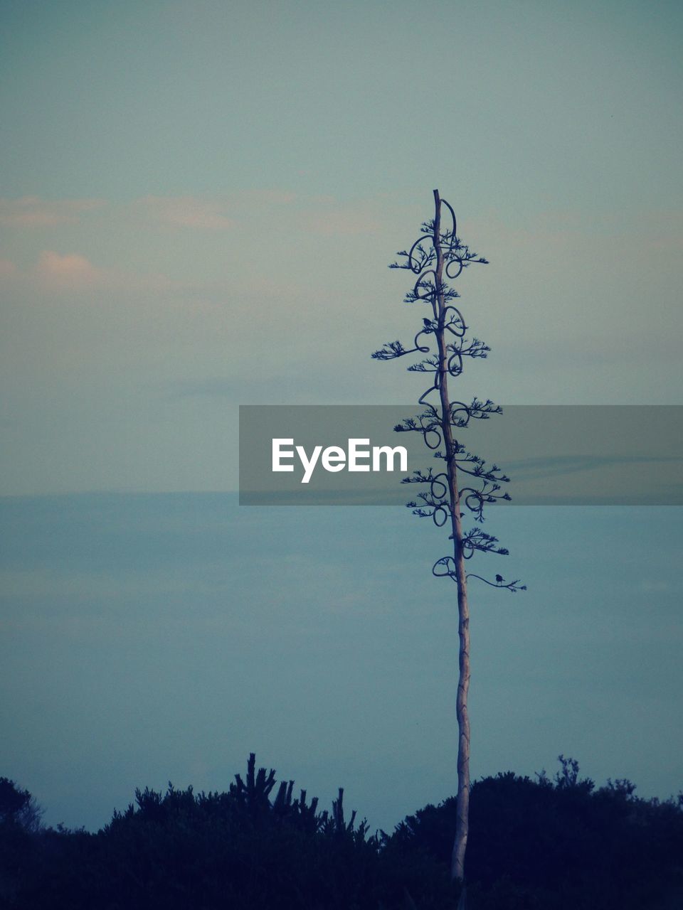 SILHOUETTE OF TREE AGAINST SKY DURING SUNSET