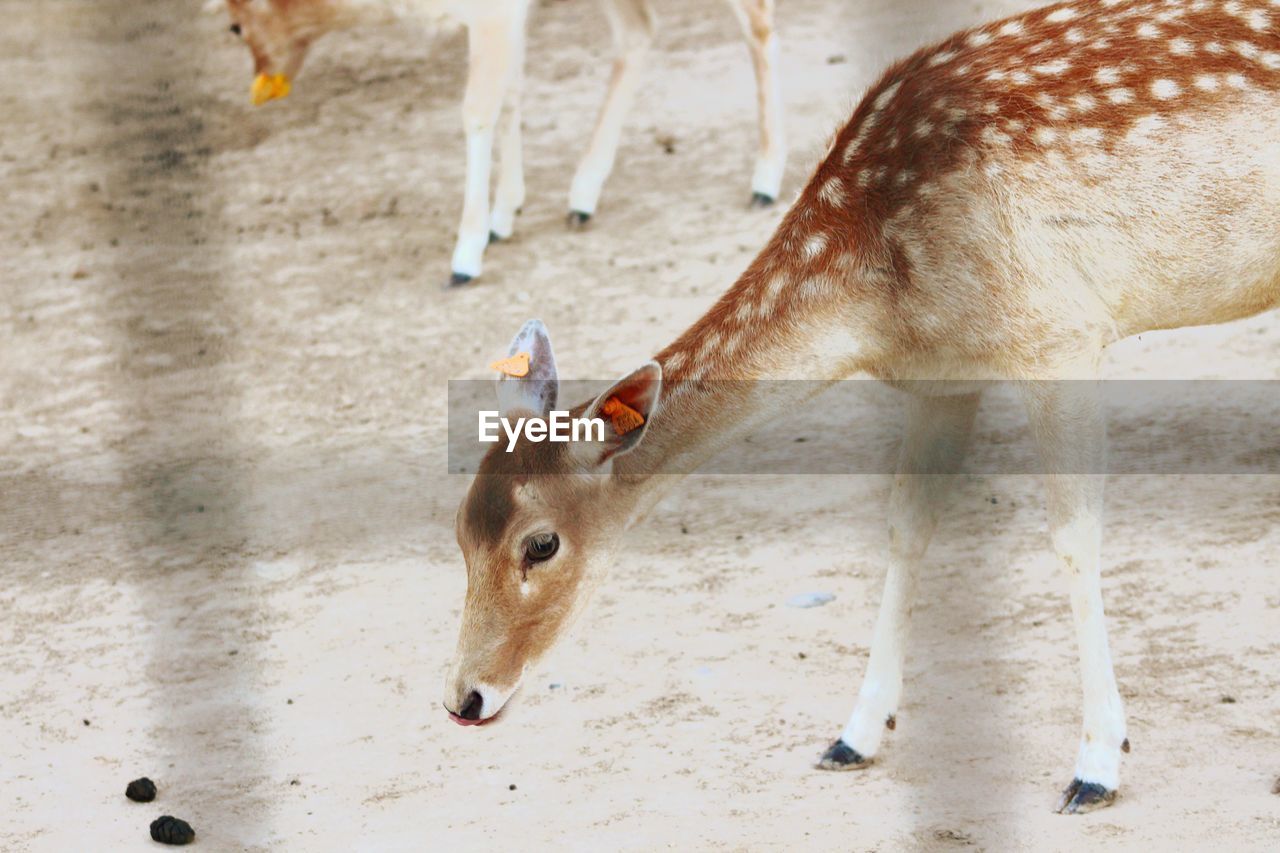 HIGH ANGLE VIEW OF DEER ON FIELD