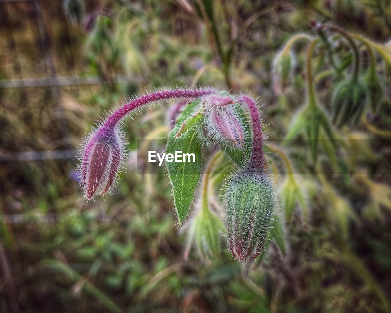 CLOSE-UP OF FLOWER