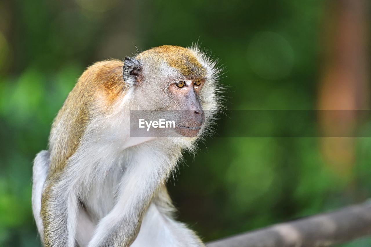 Long tailed macaque monkey