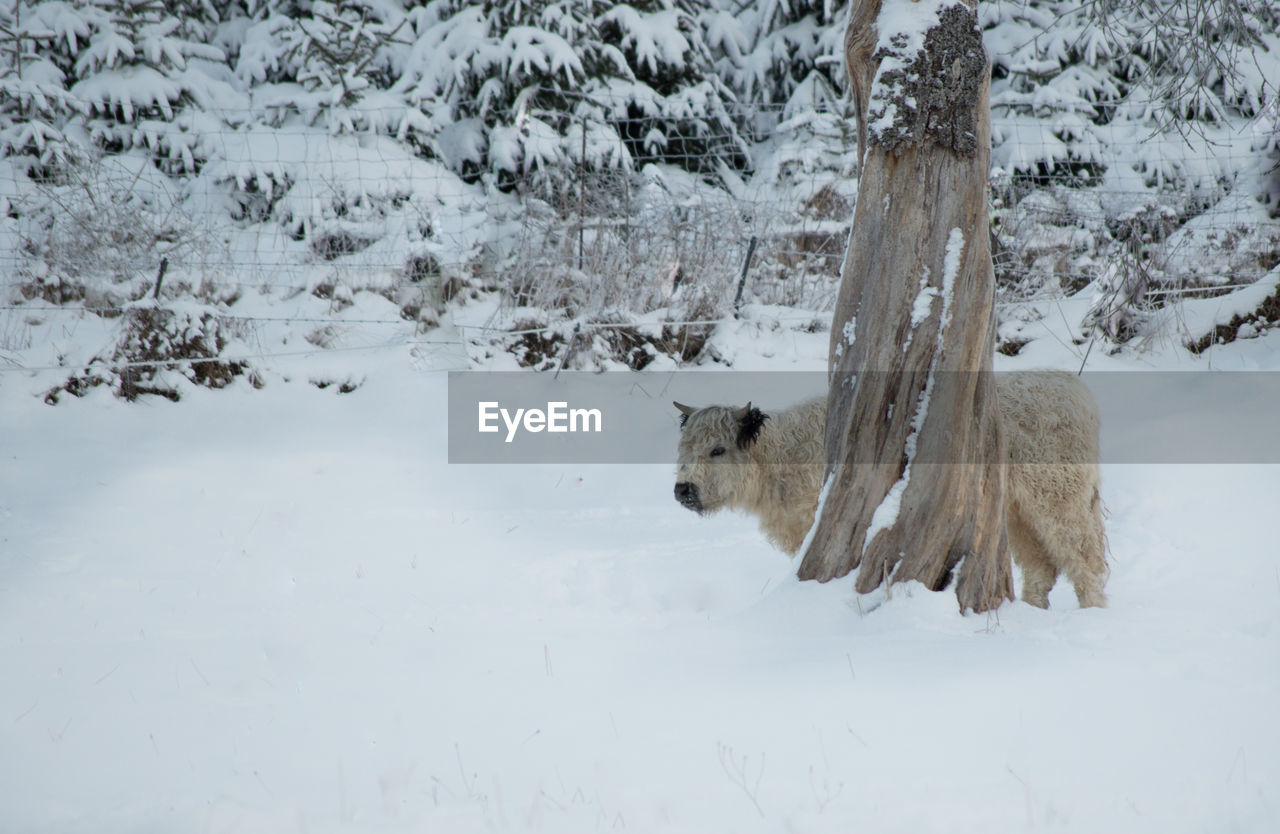 Highland cattle on snow covered field