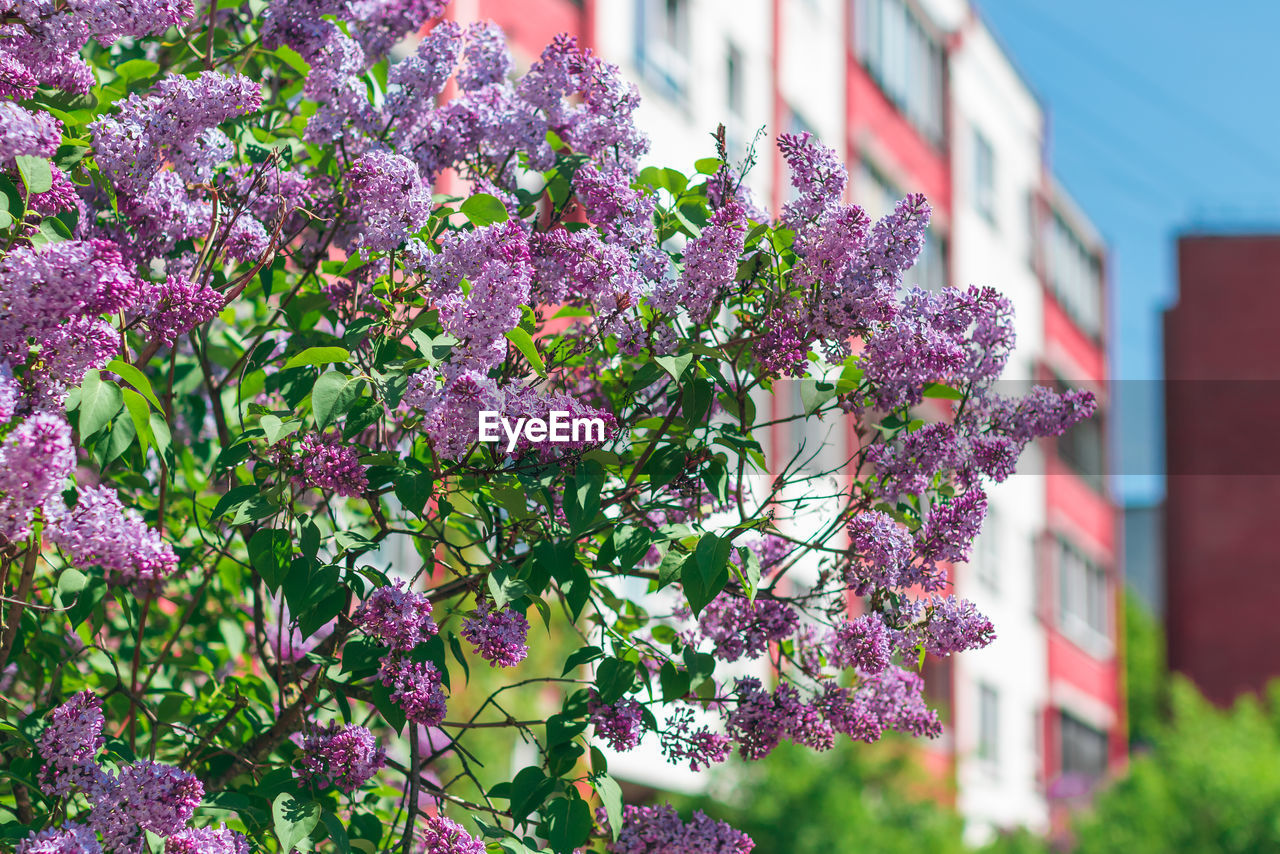 plant, flower, flowering plant, building exterior, architecture, lilac, freshness, built structure, growth, beauty in nature, nature, blossom, fragility, building, pink, purple, day, shrub, no people, house, garden, springtime, outdoors, tree, residential district, close-up, focus on foreground, city, sunlight