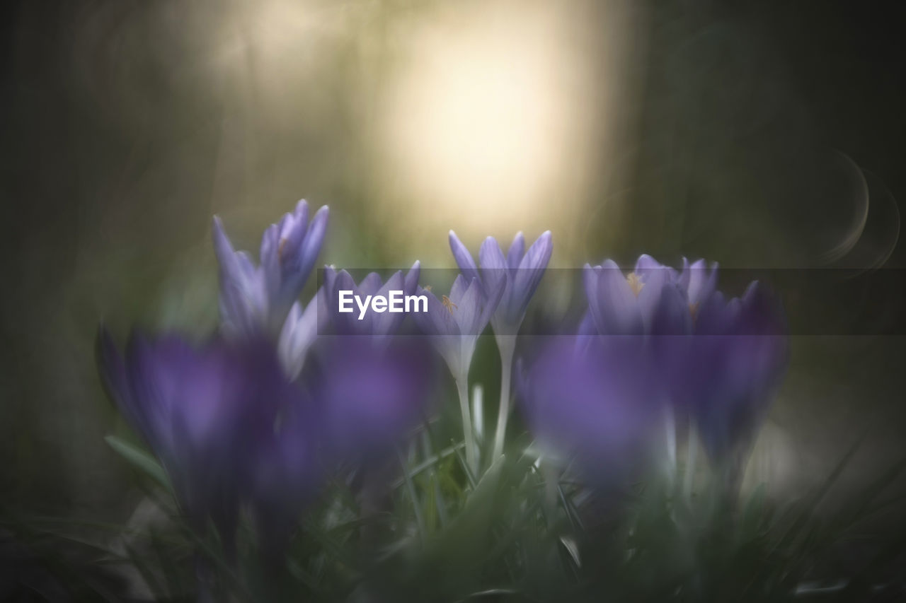 CLOSE-UP OF PURPLE CROCUS GROWING IN FIELD