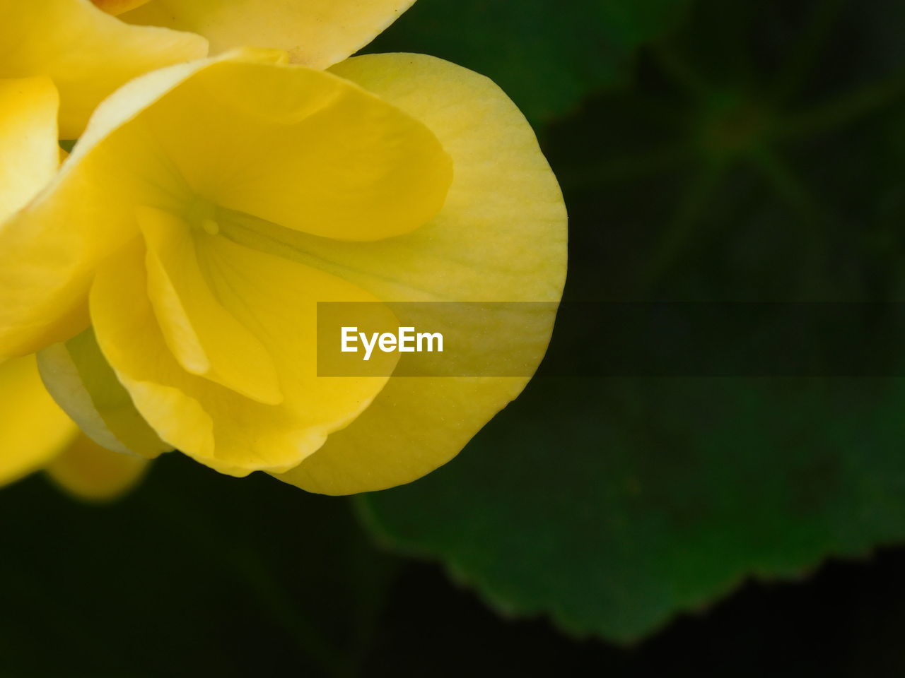 Close-up of yellow rose flower