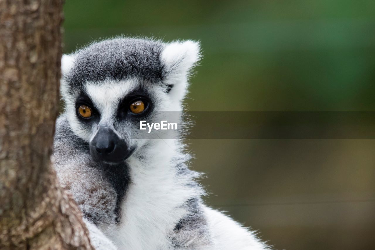 CLOSE-UP PORTRAIT OF A PANDA