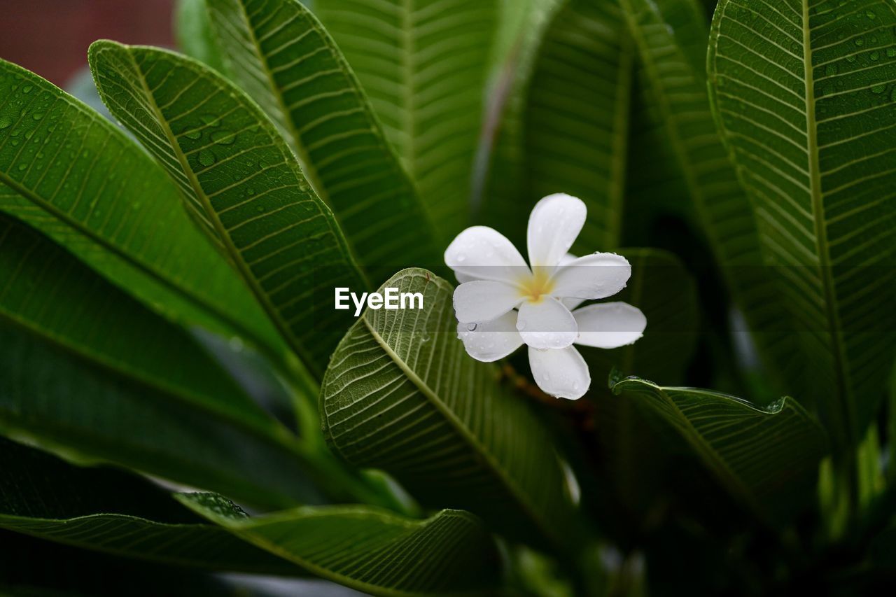 Close-up of white flowering plant