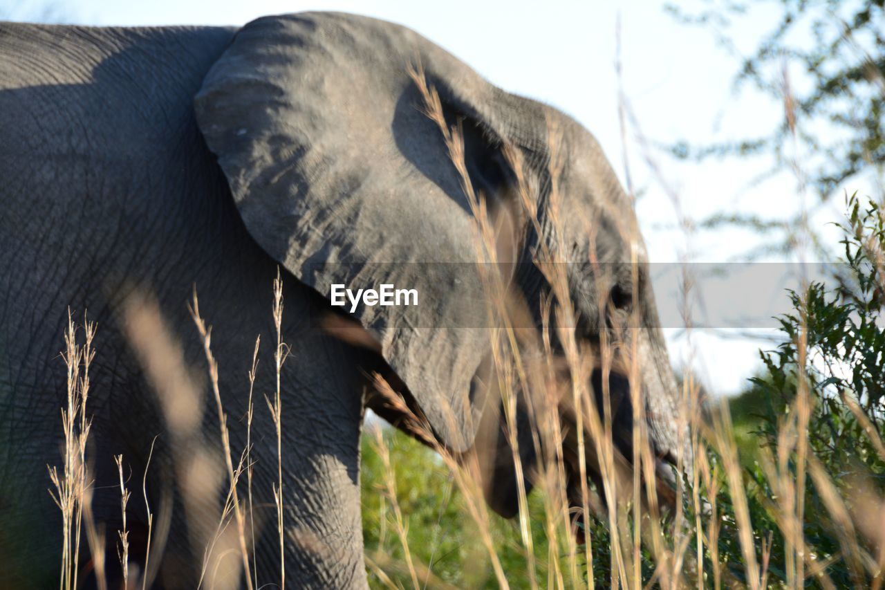 Elephant taken through the long grass in kruger national park. thought it was a pretty composition. 