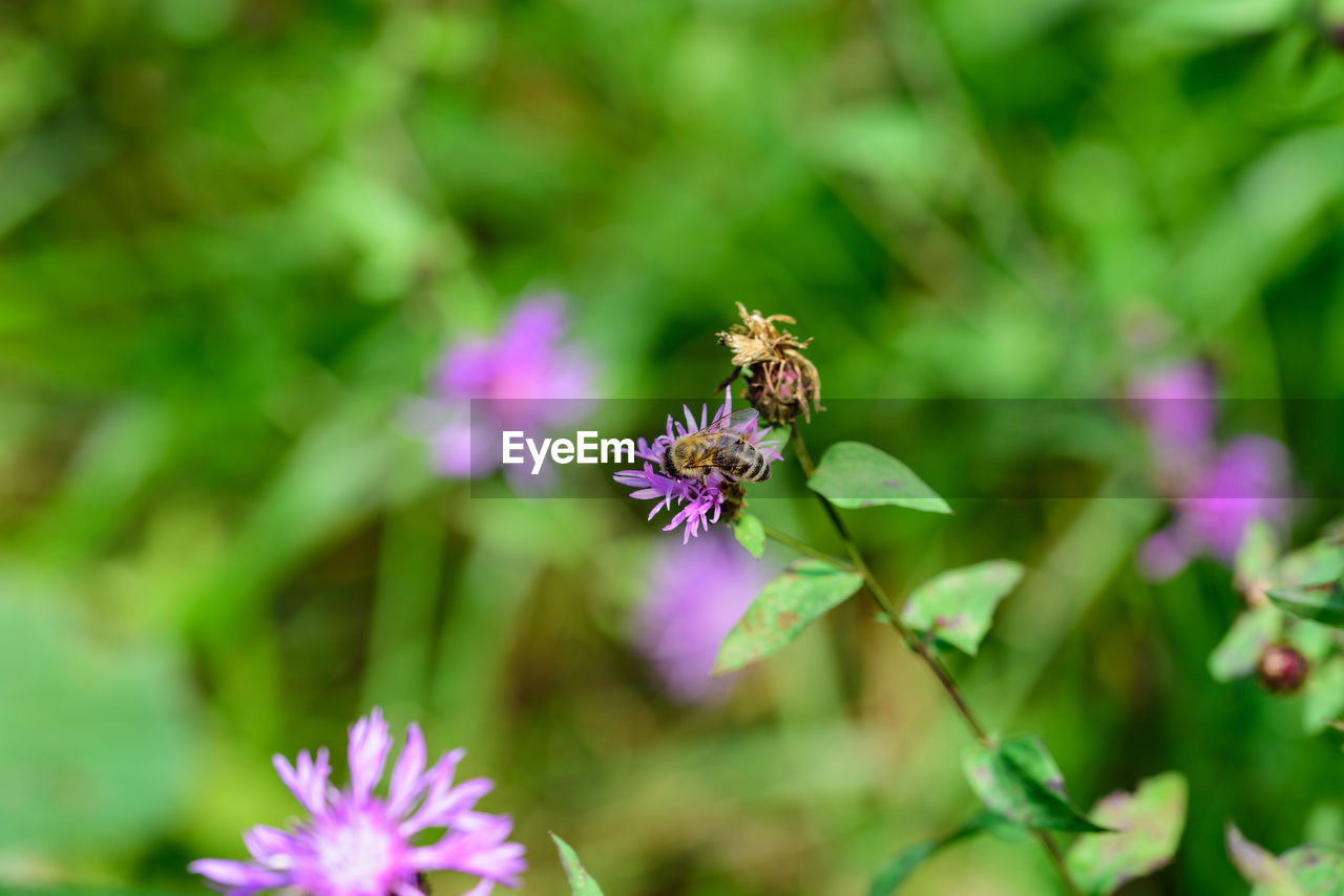 CLOSE-UP OF BEE POLLINATING ON PURPLE FLOWERS