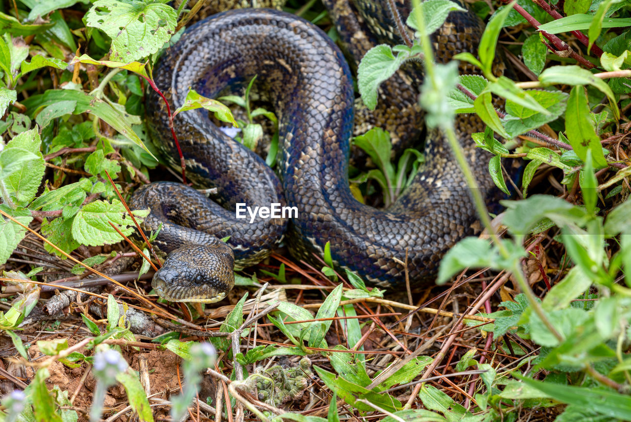 animal themes, animal, animal wildlife, wildlife, snake, reptile, one animal, nature, plant, serpent, no people, land, day, plant part, outdoors, green, sign, leaf, high angle view, warning sign, field, communication, grass, close-up, poisonous, forest