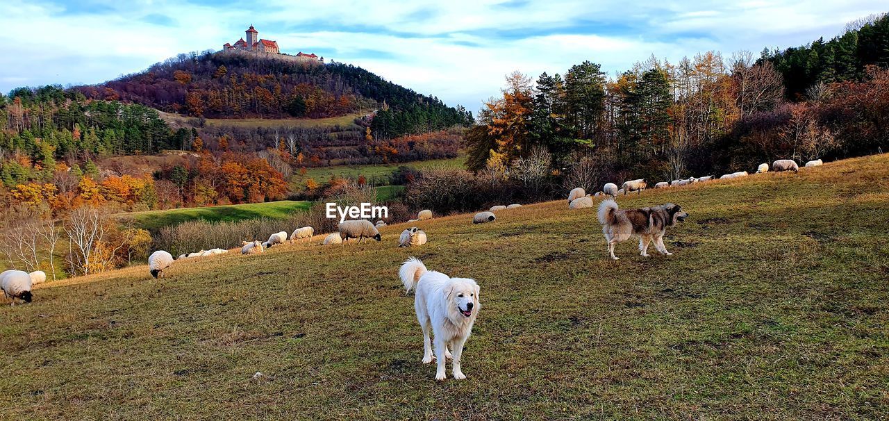PANORAMIC VIEW OF A HORSE