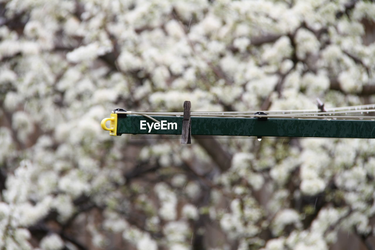 Close-up of tree against blurred background