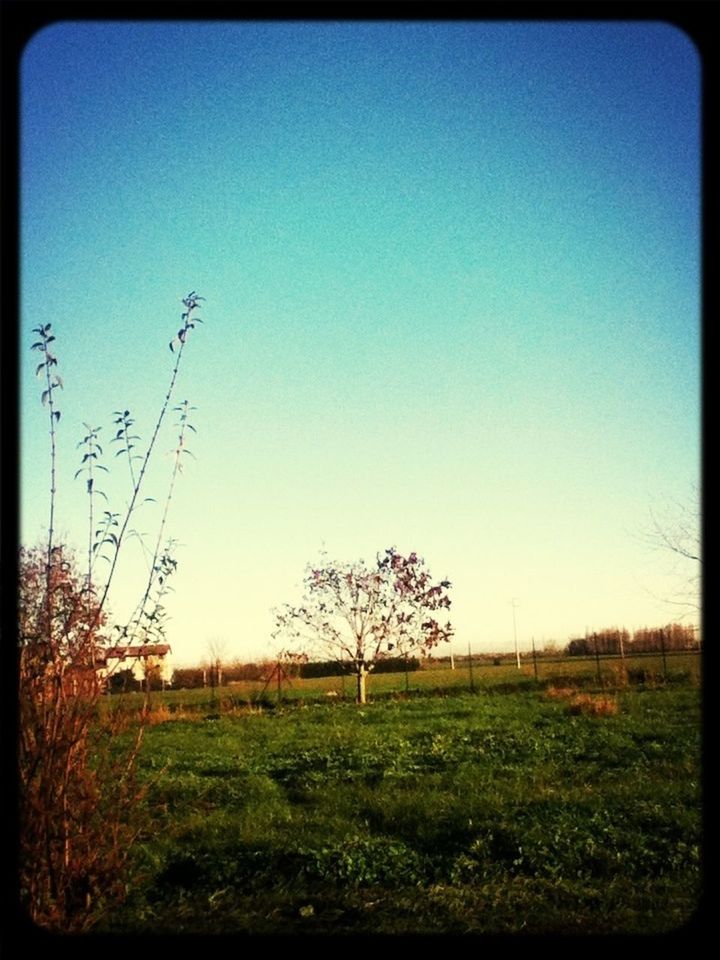 TREES ON GRASSY FIELD AGAINST CLEAR SKY