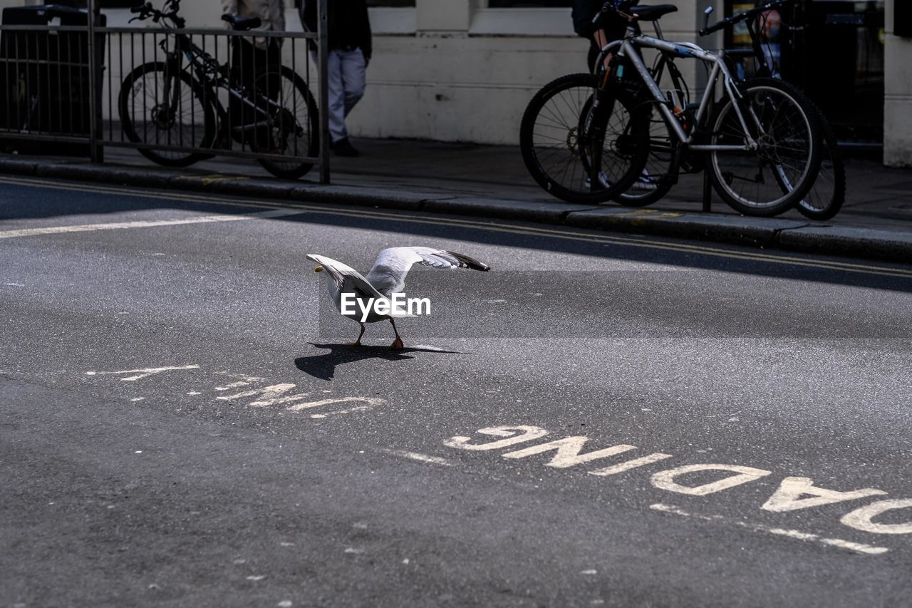 BICYCLES ON ROAD BY BICYCLE