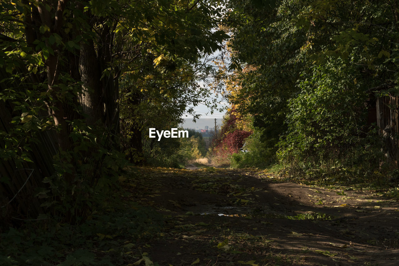 Dirt road amidst trees in forest