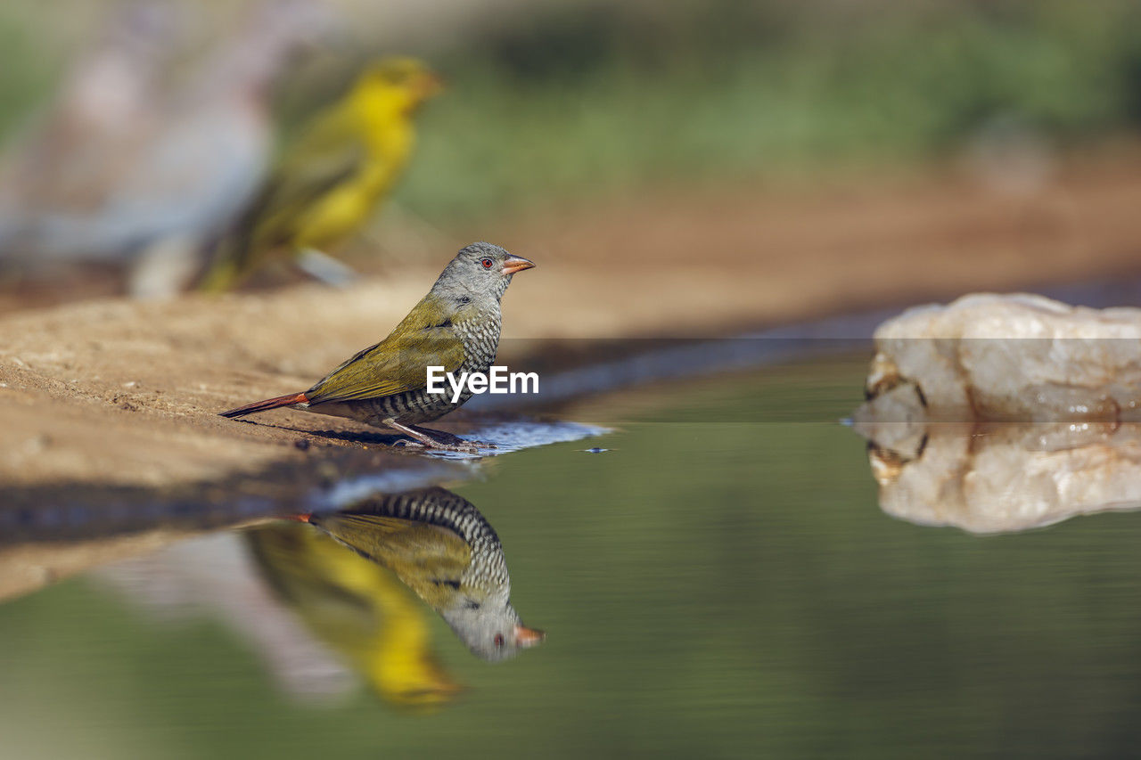 animal themes, animal, nature, animal wildlife, bird, wildlife, water, no people, group of animals, day, close-up, yellow, two animals, reflection, selective focus, focus on foreground, outdoors, macro photography, perching, lake, beak