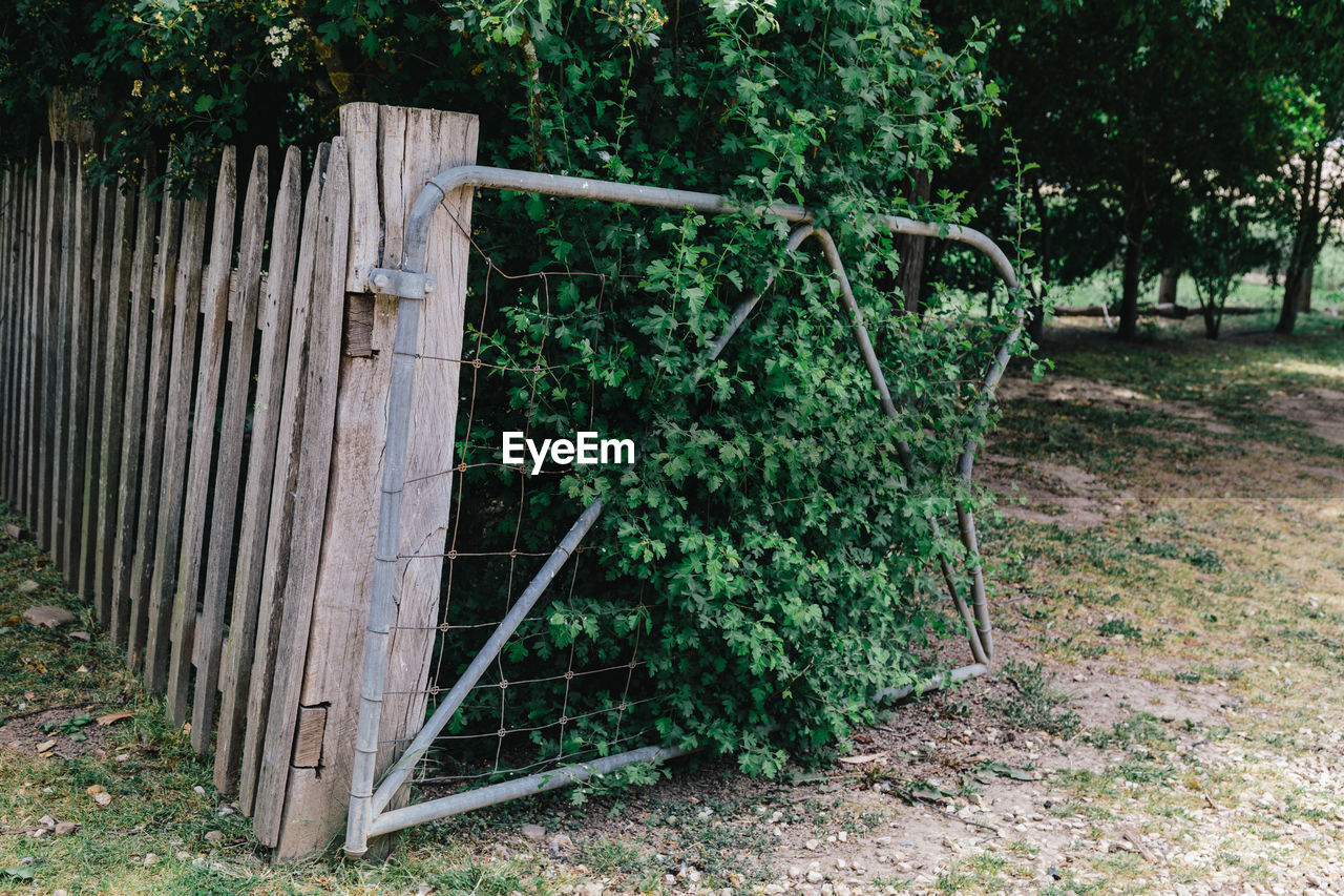 PLANTS GROWING BY METAL GATE