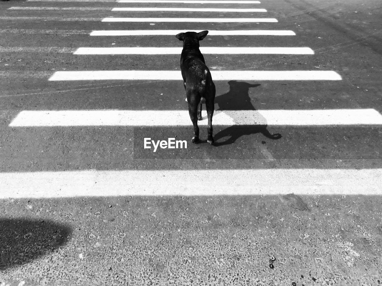 High angle view of dog on street