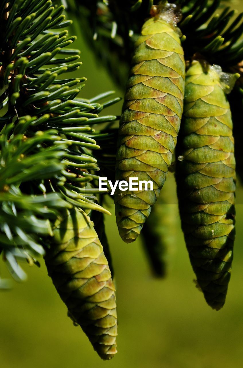 Close-up of pine cones