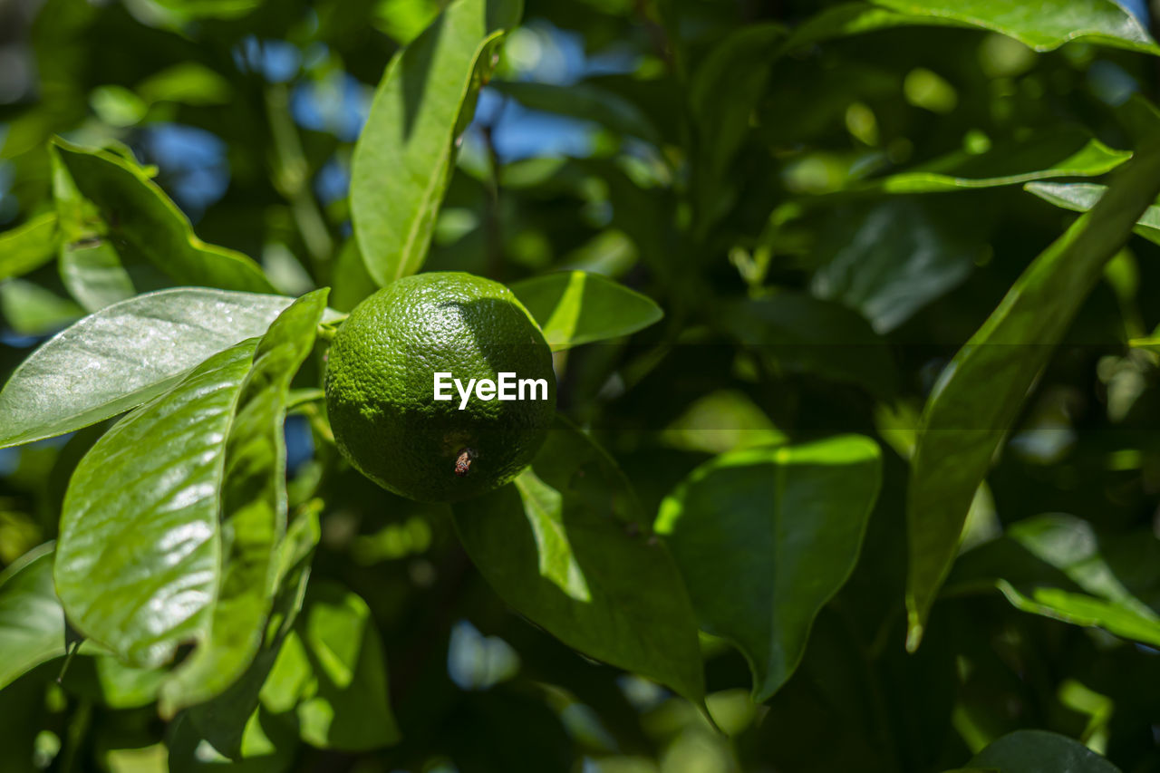 Lovely green and juicy lime on a tree