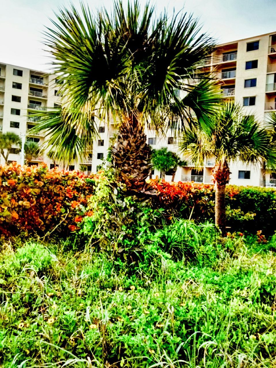 VIEW OF TREES AND BUILDINGS