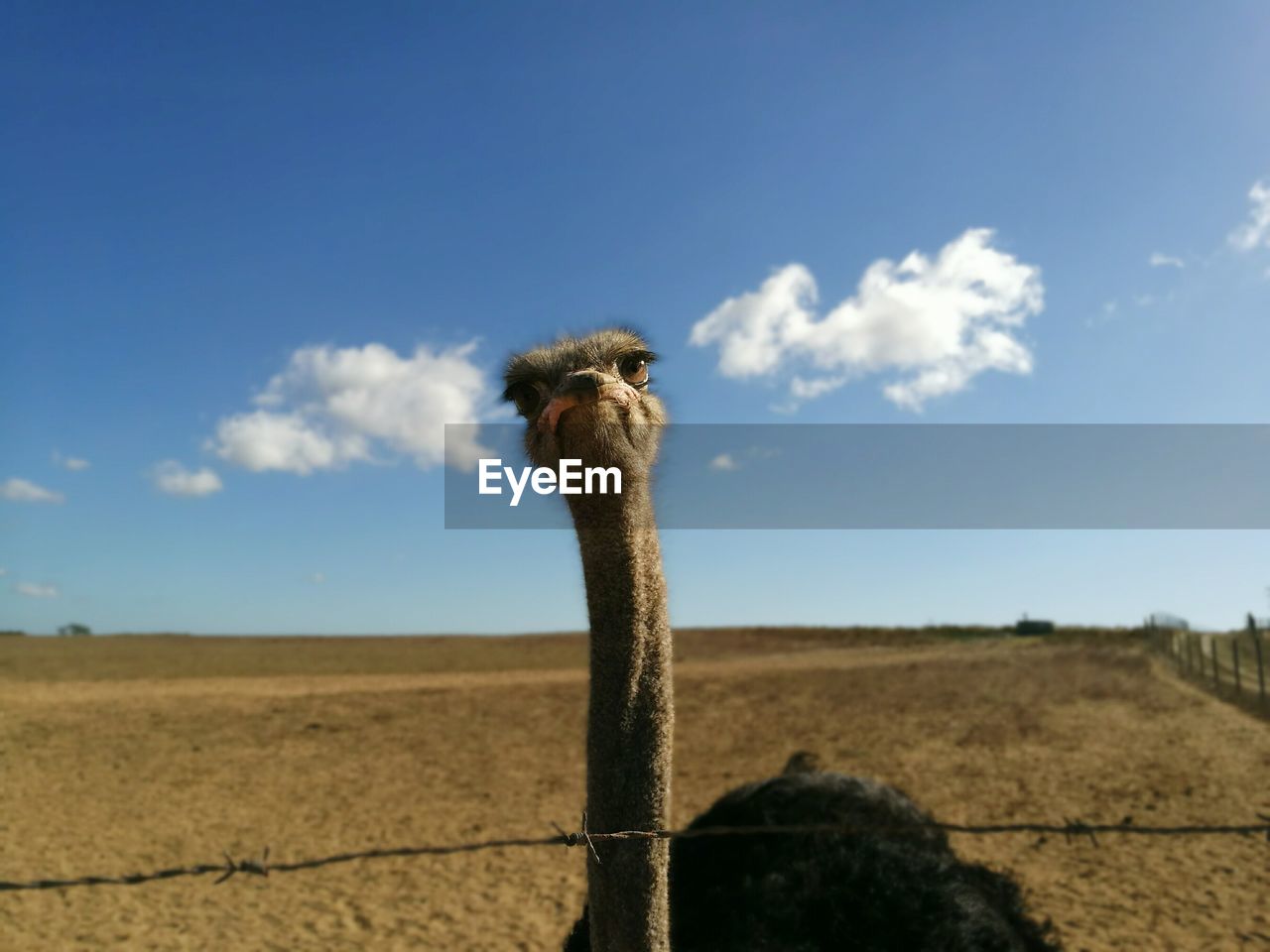 Portrait of ostrich against sky