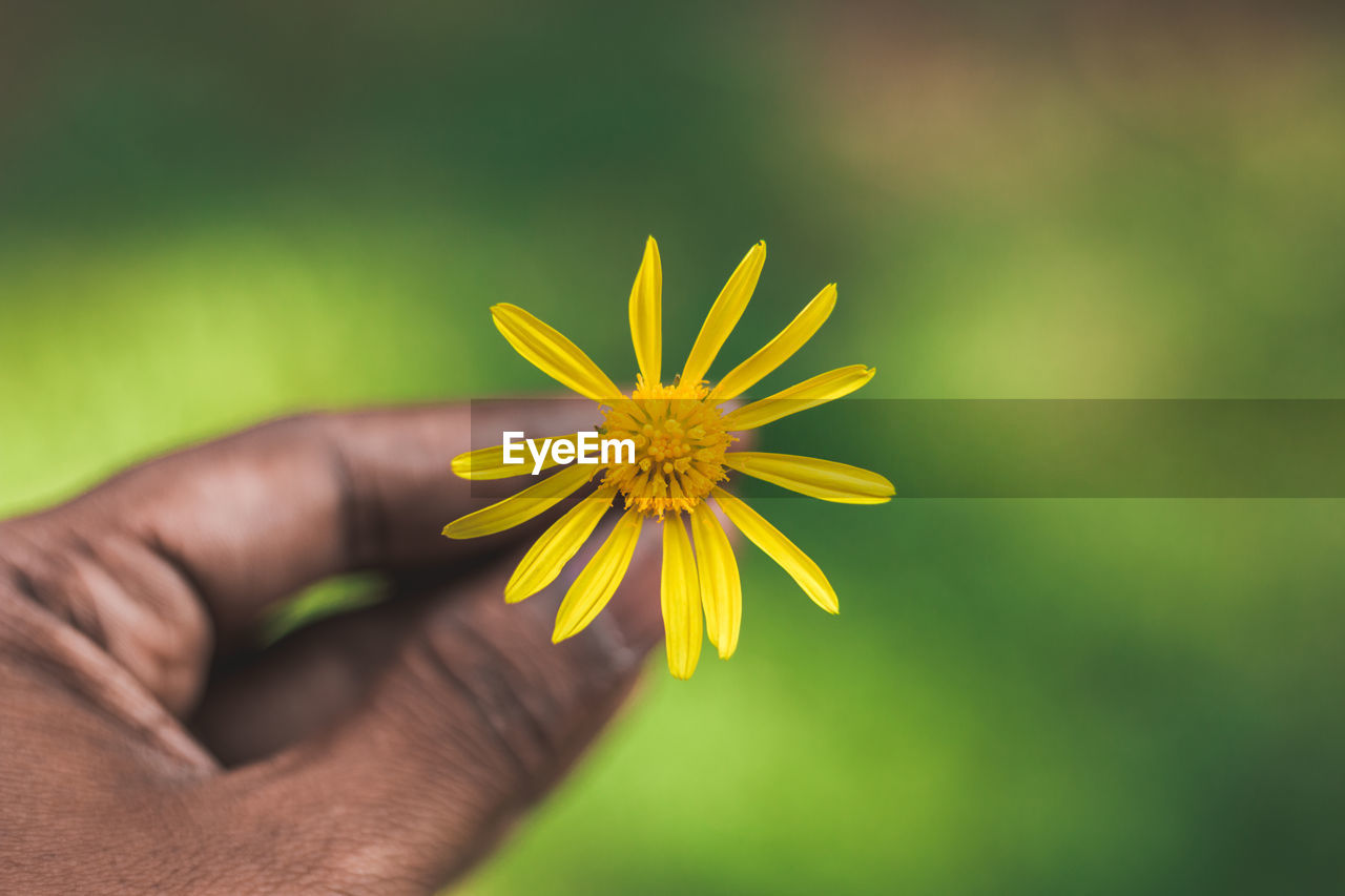 Close-up of hand holding yellow flower