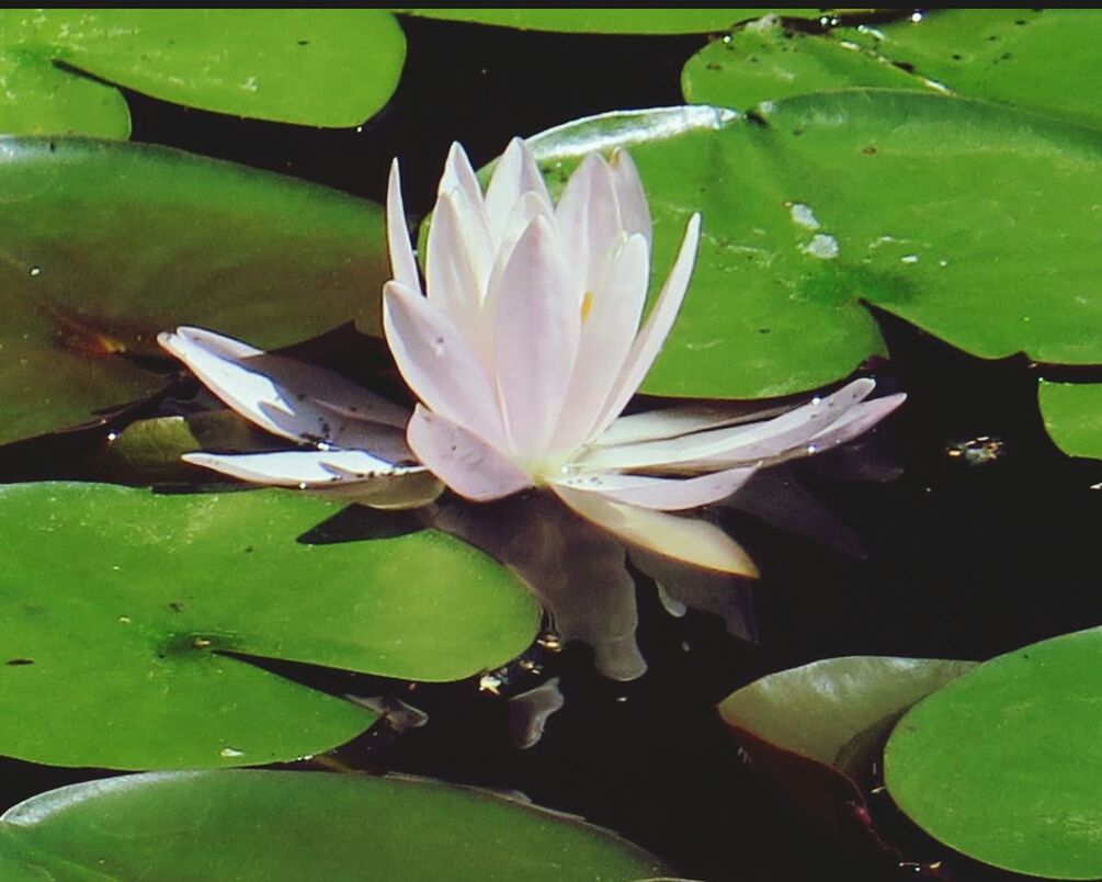 CLOSE-UP OF PINK LOTUS WATER LILY IN POND