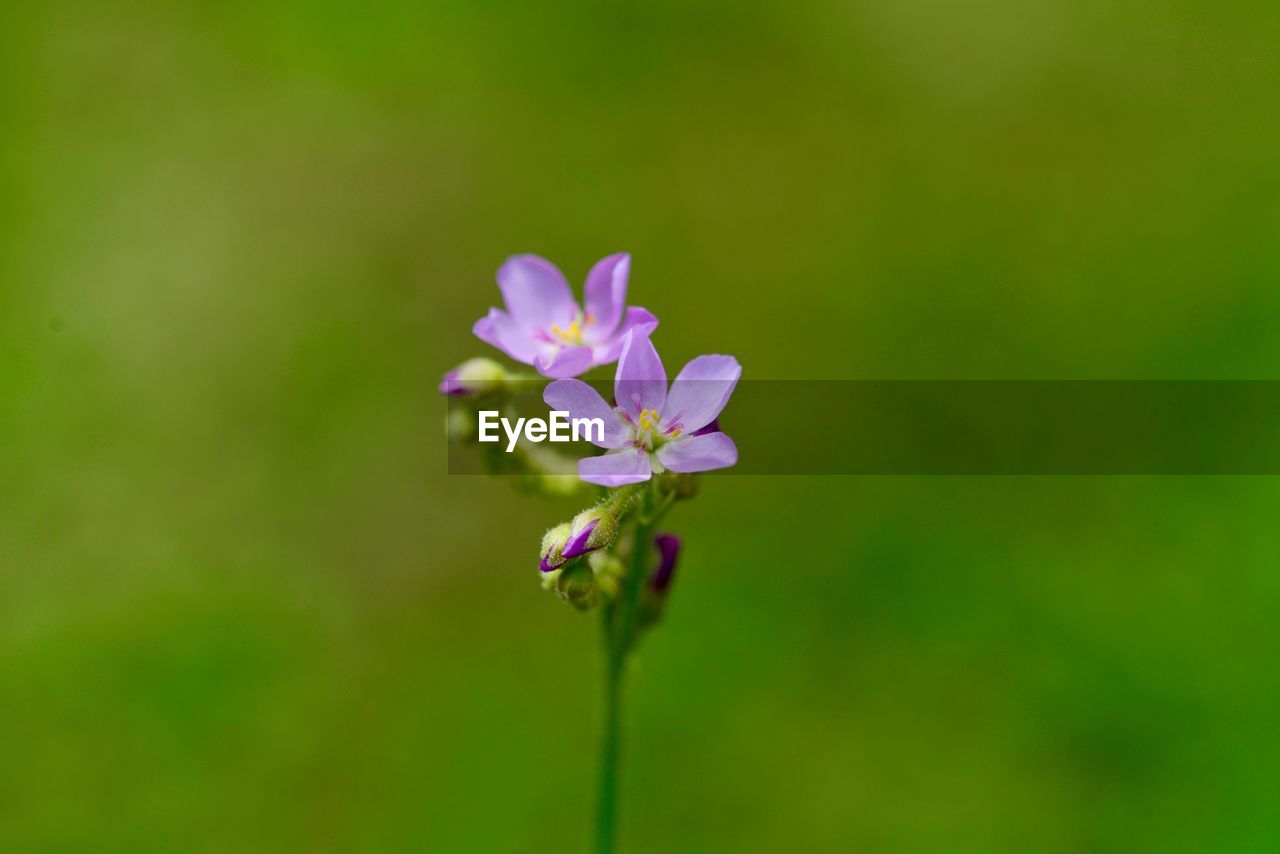 Close-up of purple flowering plant