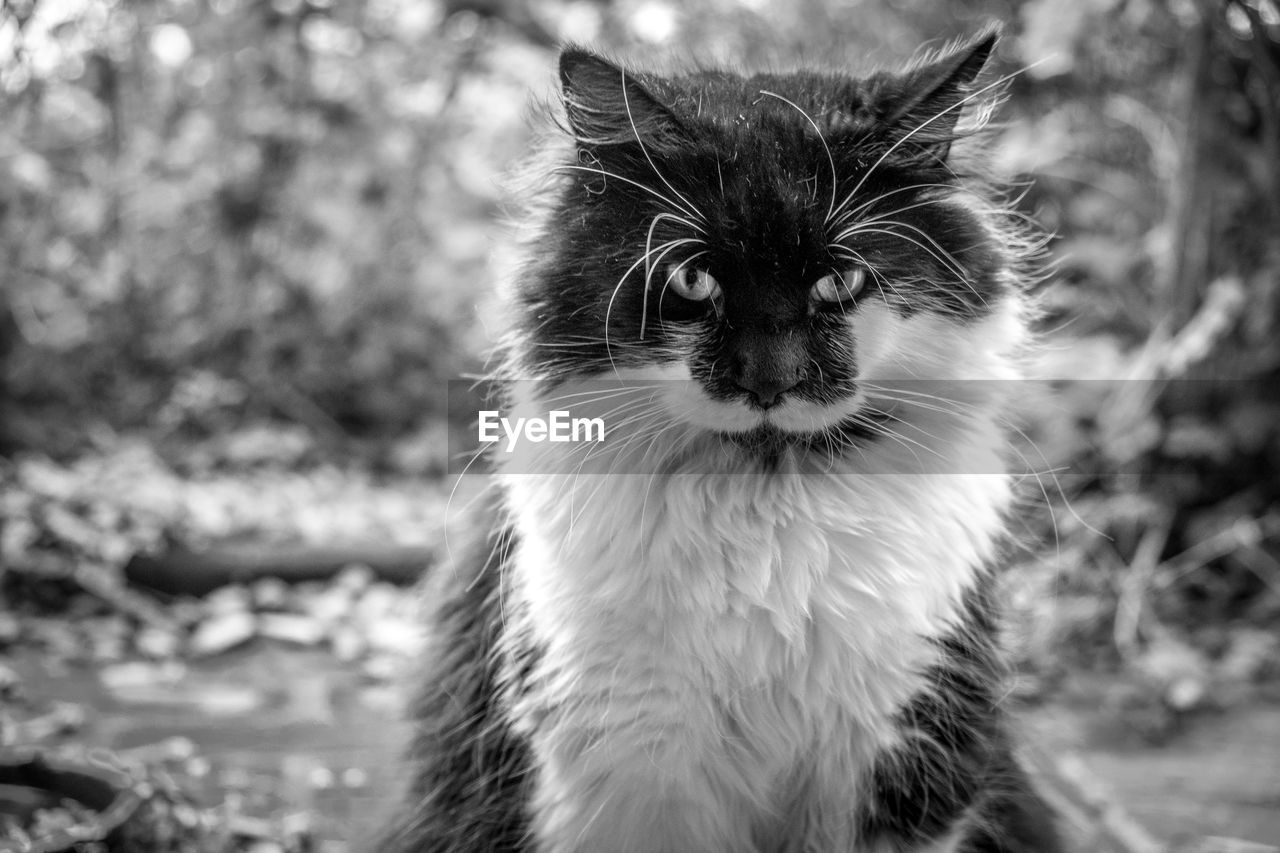 Close-up portrait of cat on field