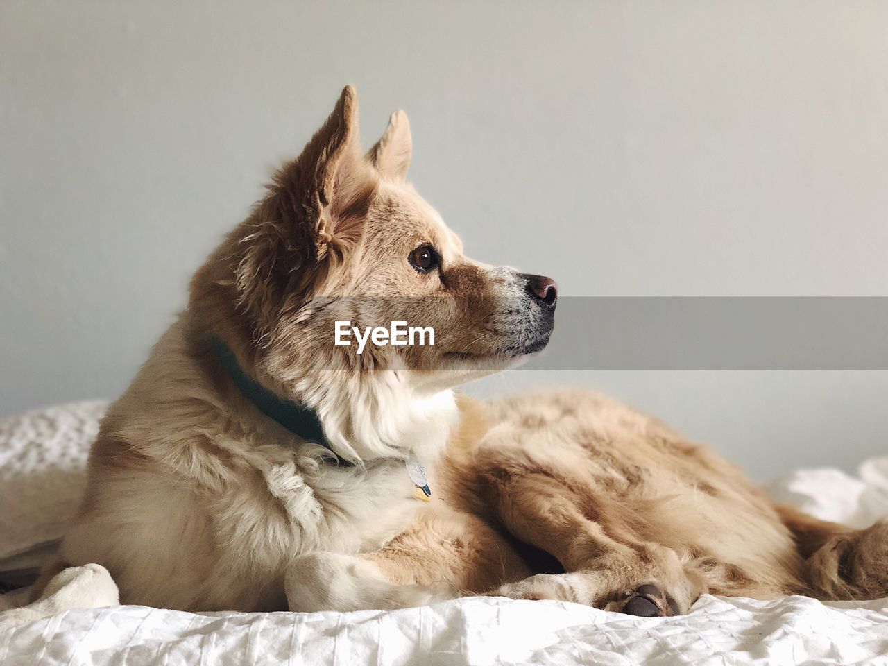 Dog relaxing on bed at home