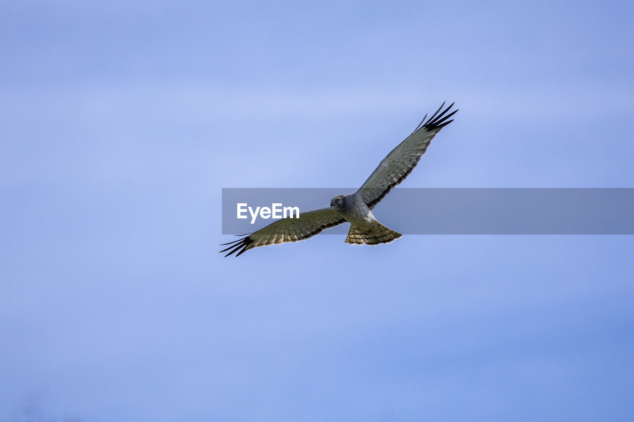 animal themes, animal, animal wildlife, bird, wildlife, flying, one animal, spread wings, sky, bird of prey, animal body part, blue, falcon, eagle, no people, nature, wing, mid-air, low angle view, outdoors, beauty in nature, animal wing, motion, full length, day, clear sky, copy space