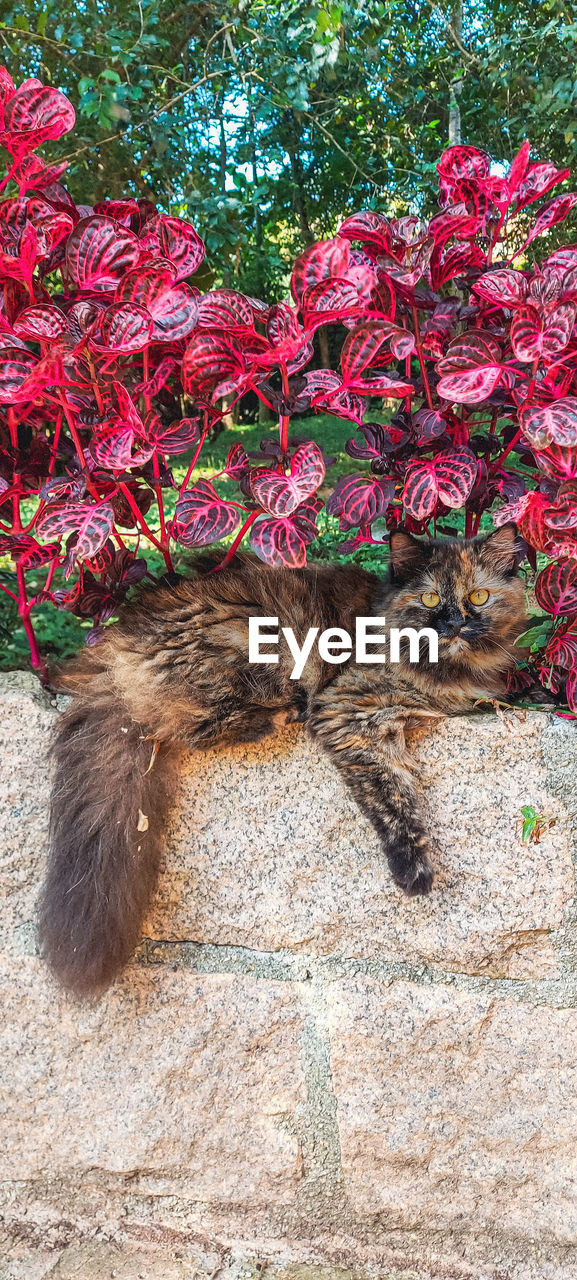 Tortoiseshell cat, in mairiporã, brazil