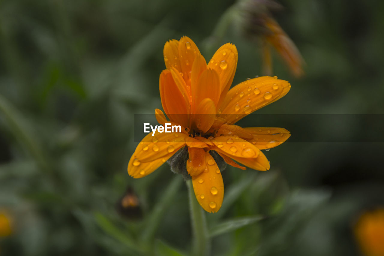 CLOSE-UP OF YELLOW FLOWERS