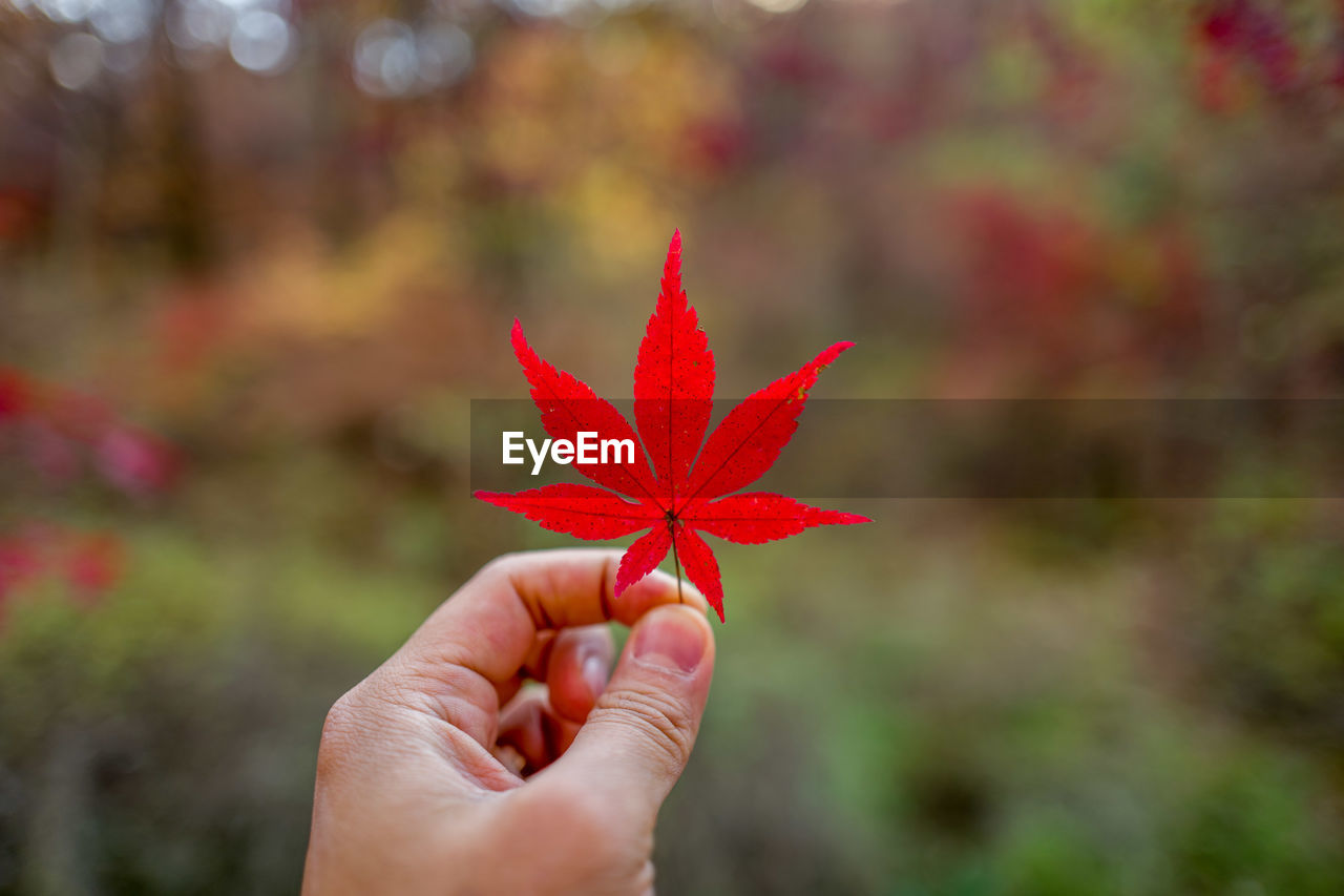 CLOSE-UP OF HAND HOLDING MAPLE LEAF