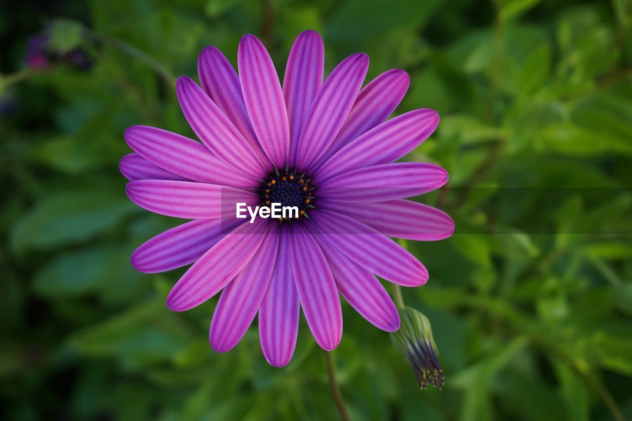 Close-up of purple flower blooming outdoors