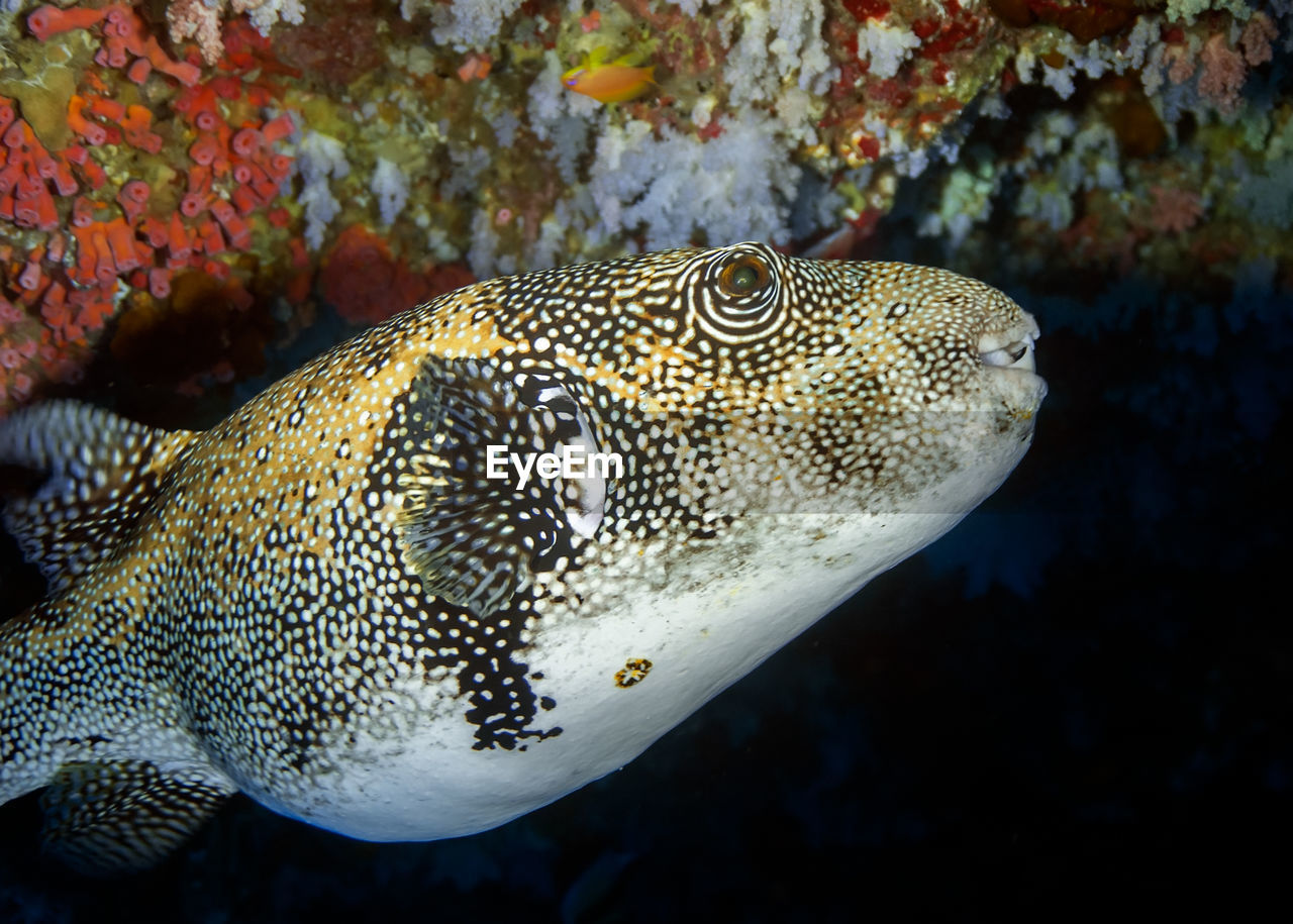 Spotted puffer fish hide from drivers under a coral reef. this type of fish is very poisonous.