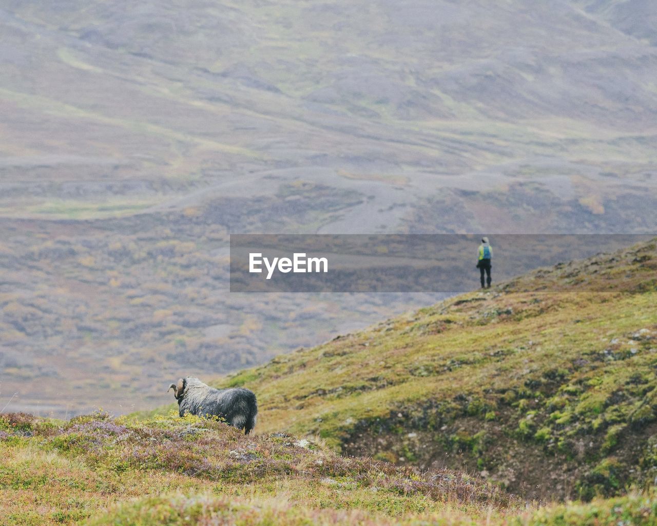 Rear view of man with sheep standing on mountain