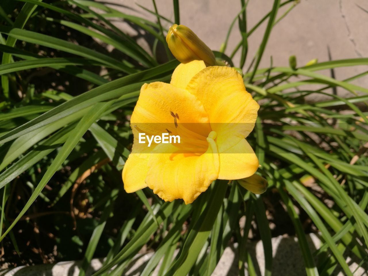 CLOSE-UP OF YELLOW FLOWERS BLOOMING OUTDOORS