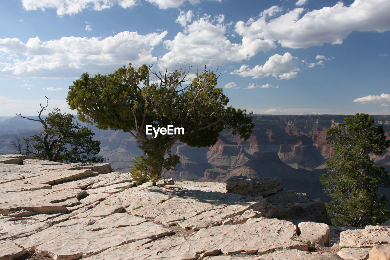 Trees on rock formation against sky at grand canyon national park