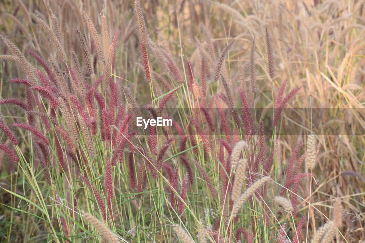 FULL FRAME OF PLANTS ON FIELD