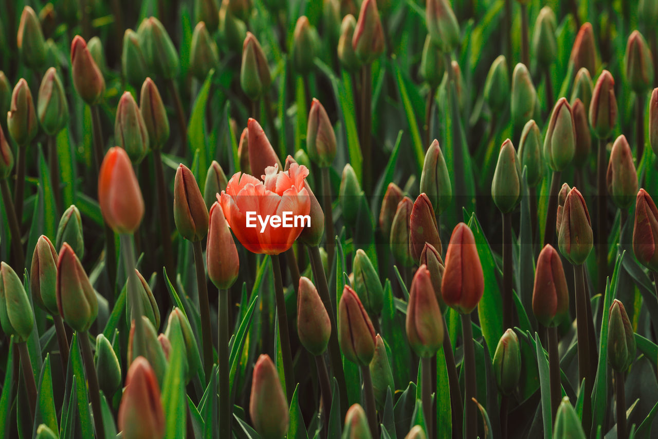 CLOSE-UP OF TULIPS ON FIELD