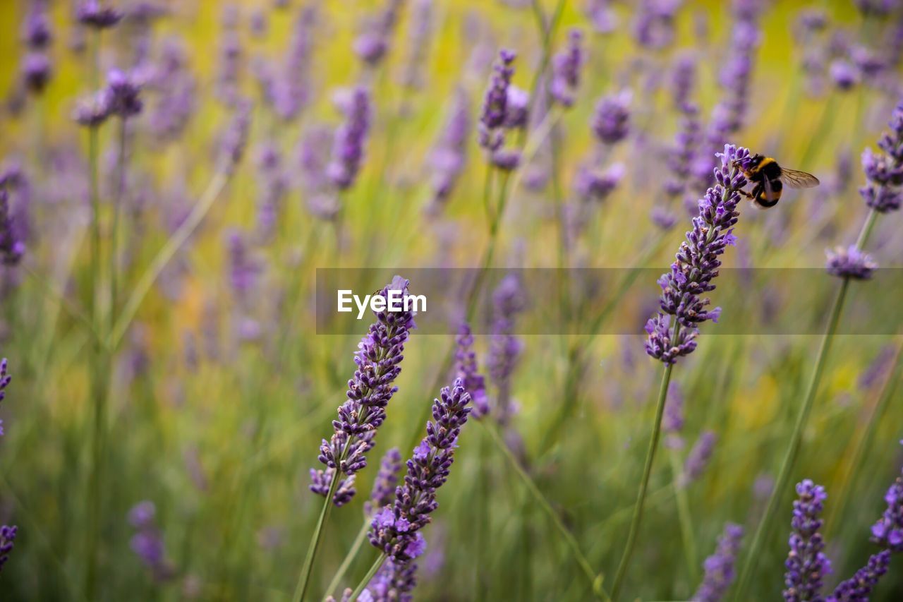 Honey bee on lavender flower