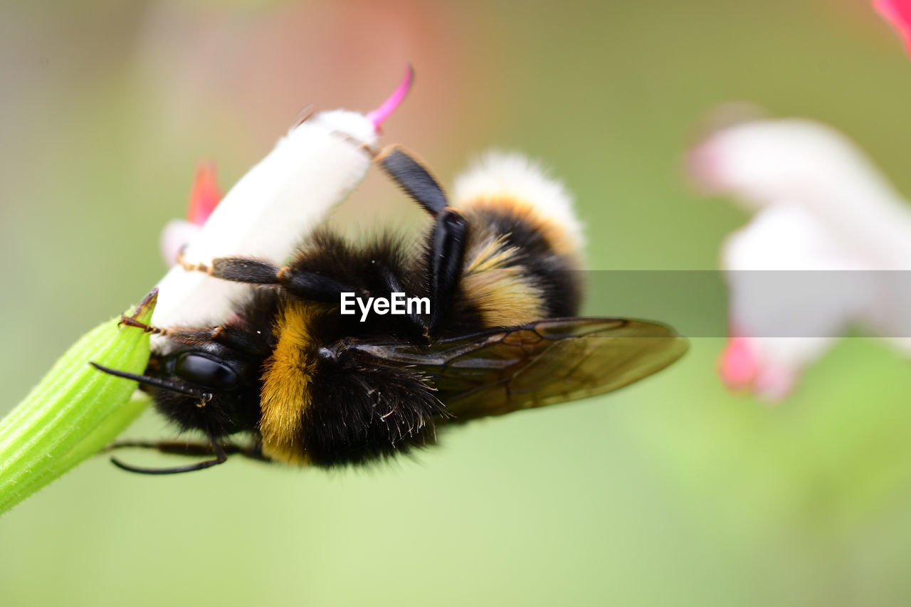 CLOSE-UP OF HONEY BEE ON FLOWER