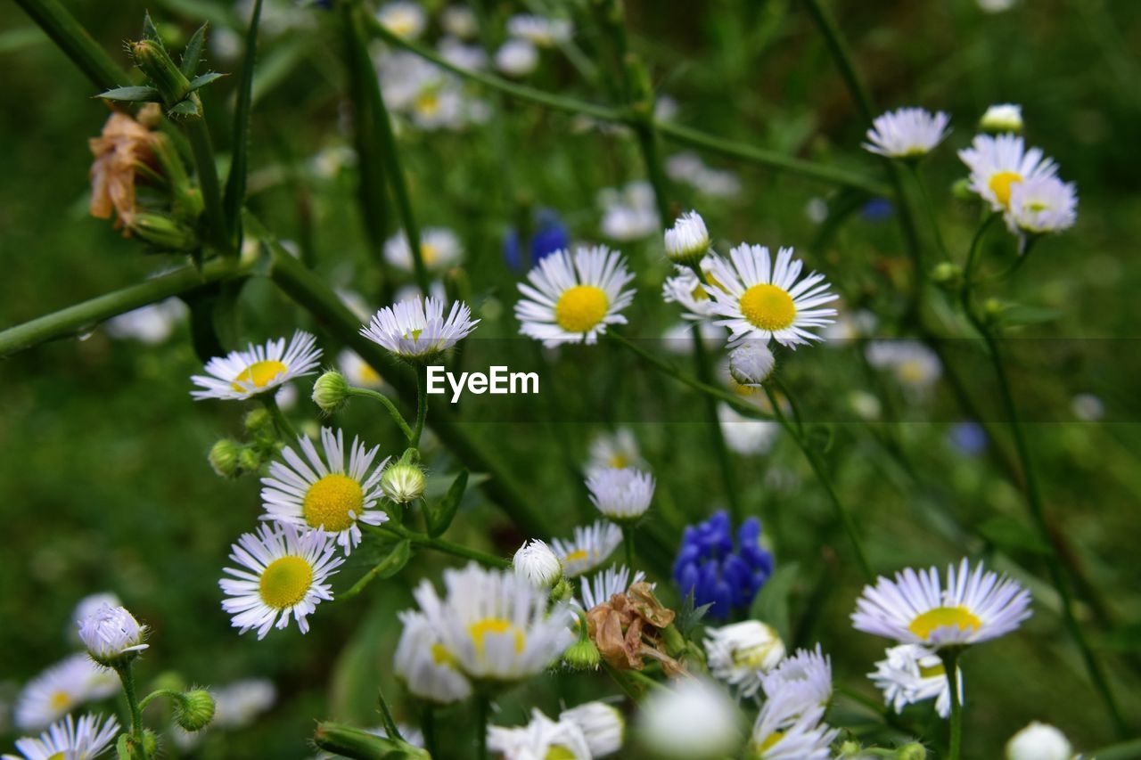 Close-up of white daisy flowers