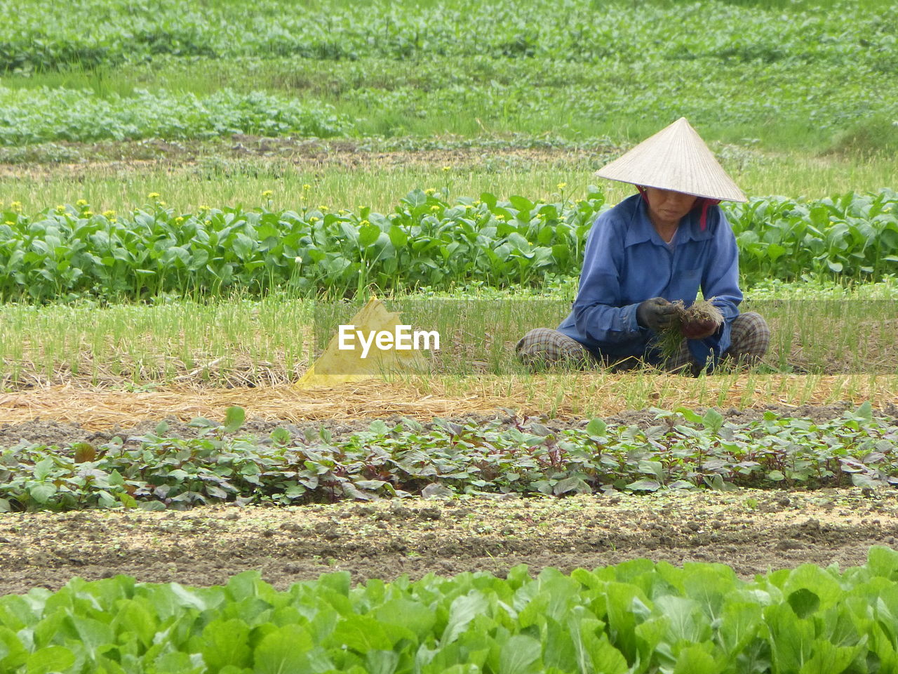 Woman harvesting vegetables on field