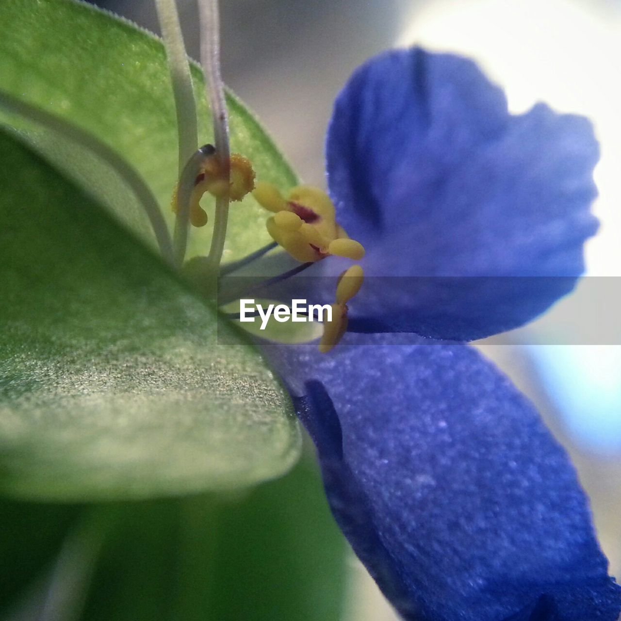 Close-up of blue flower blooming outdoors