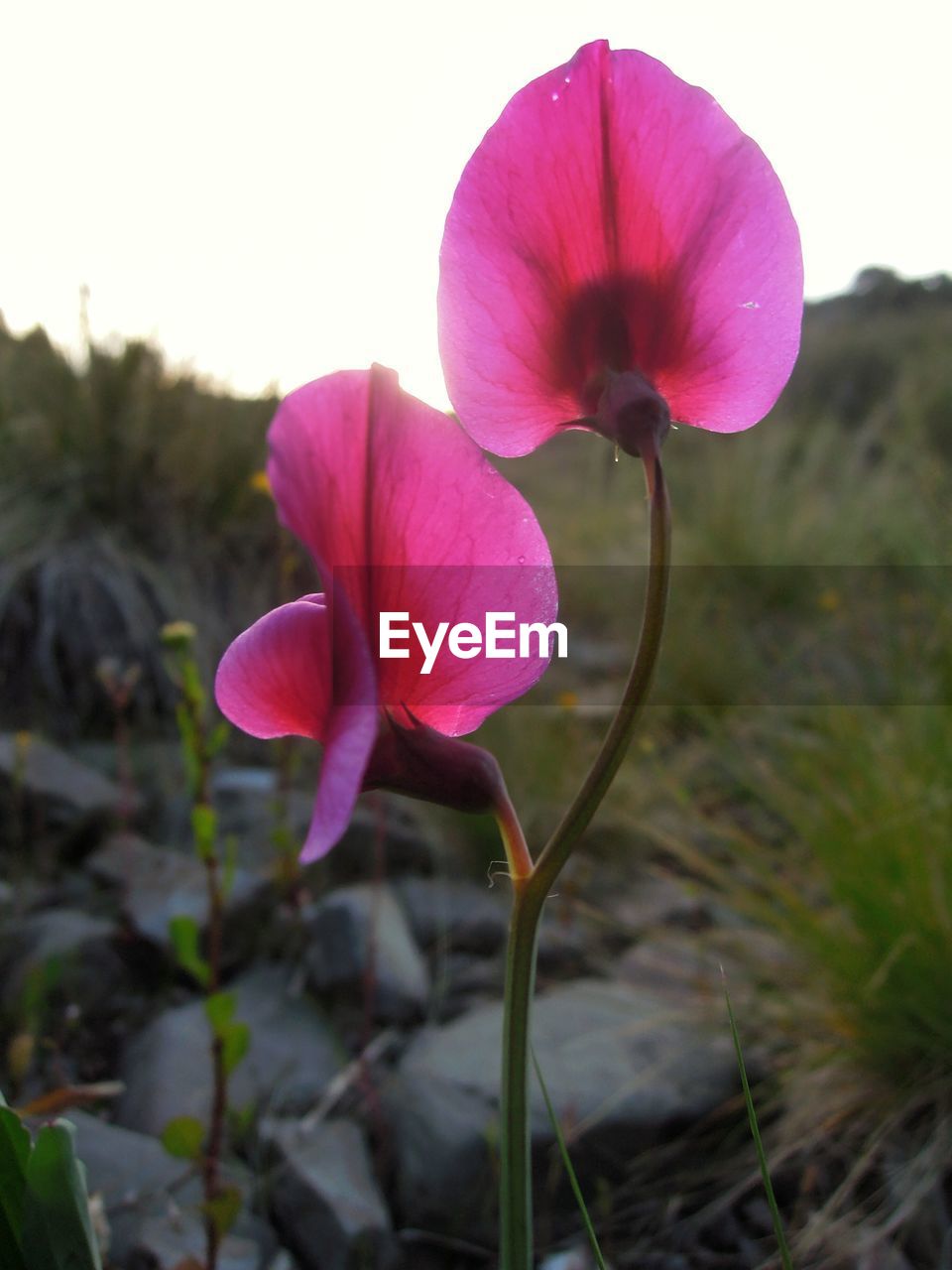 CLOSE-UP OF PINK FLOWERS BLOOMING