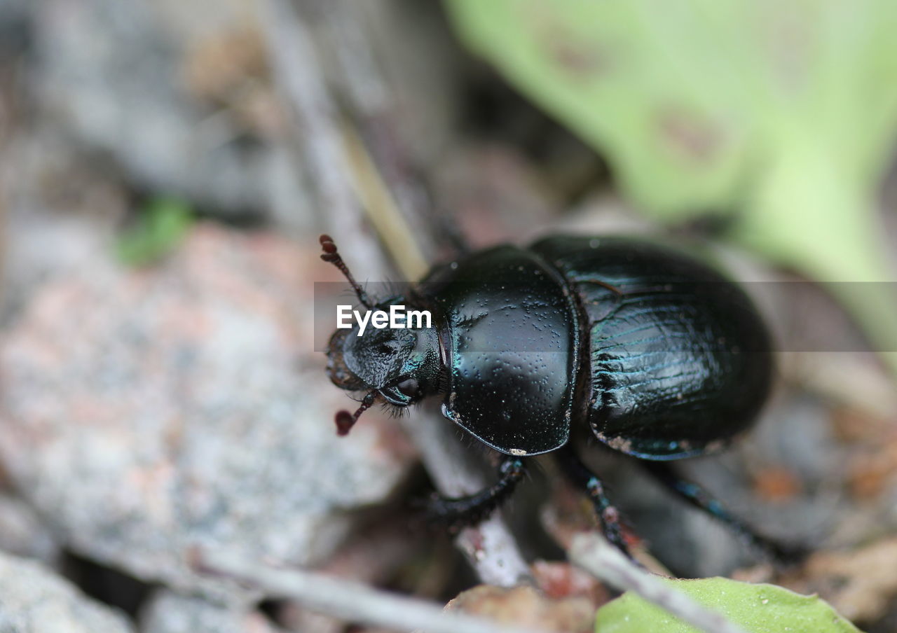 Close-up of dung beetle on ground