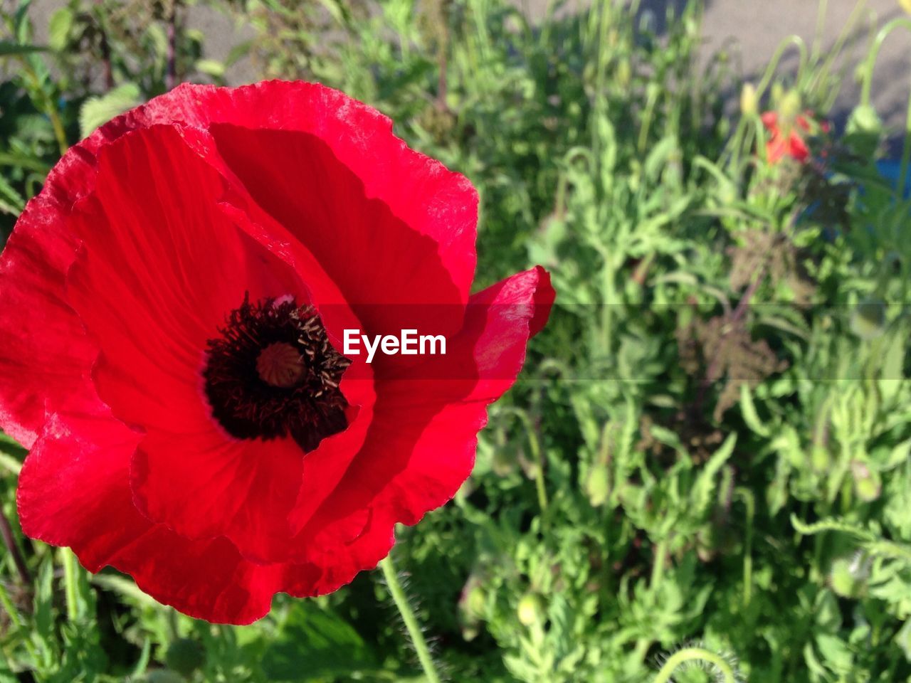 CLOSE-UP OF RED FLOWERS BLOOMING